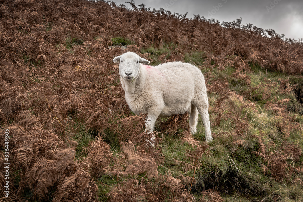 Poster A sheep standing on a hill side in the autumn with brown vegetation. It is staring forward at the camera