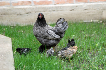 Chicken with chickens walking in the yard.
