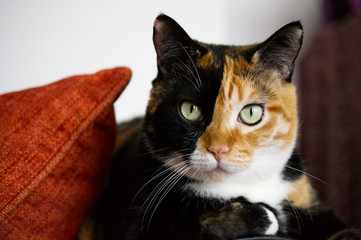 chat de face