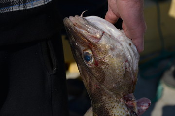Cod Fish Gadus morhua