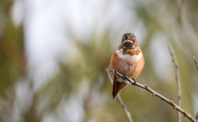 Allen's hummingbird on perch