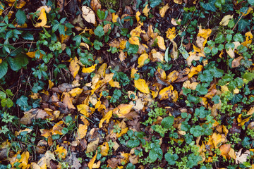 autumn leaves - fall and green grass