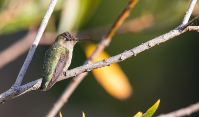 Anna's hummingbird on perch