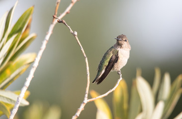 Anna's hummingbird on perch