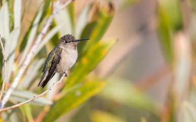 Anna's hummingbird on perch