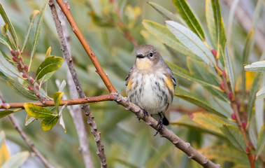 songbird on perch