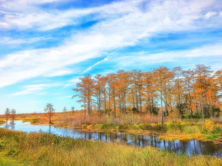 autumn swamp landscape