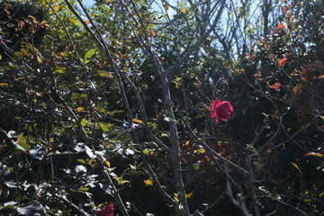 冬の前に咲くどこかさみし気なバラ