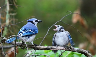 DescriptionThe blue jay is a bird in the family Corvidae, native to North America. It resides through most of eastern and central United States, although western populations may be migratory.