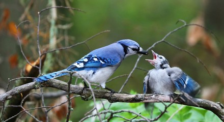 DescriptionThe blue jay is a bird in the family Corvidae, native to North America. It resides...