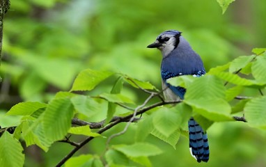 DescriptionThe blue jay is a bird in the family Corvidae, native to North America. It resides through most of eastern and central United States, although western populations may be migratory.