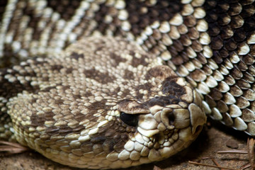  Rattle snake close up
