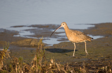 shore birds on beach