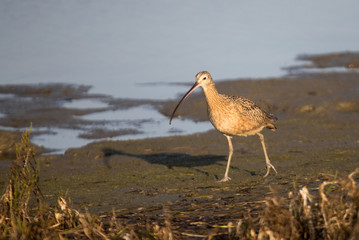 shore birds on beach