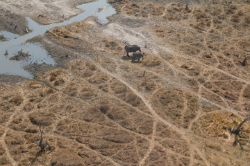 Elephants from an aerial view, Okavango Delta, Botswana, Africa