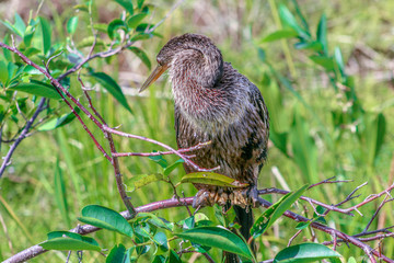 bird perched in a tree in the marsh of Florida