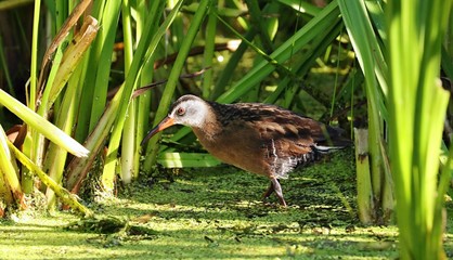 The sora is a small waterbird of called also  the sora crake. 
