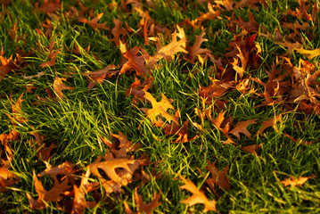 Autumn leaves in the grass