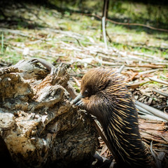 echidna eating insects