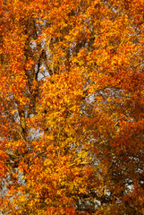 Autumn Leaves on trees