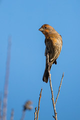 house finch in tree