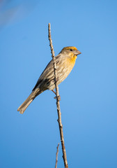 house finch in tree