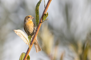 house finch in tree