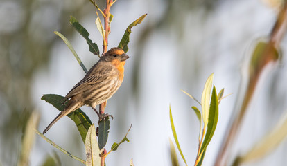 Allen's male hummingbird