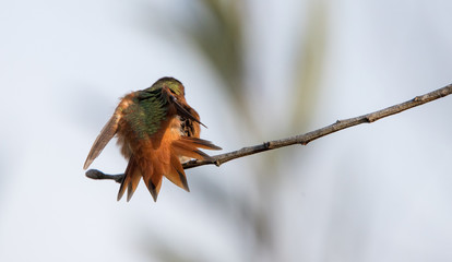 Allen's male hummingbird