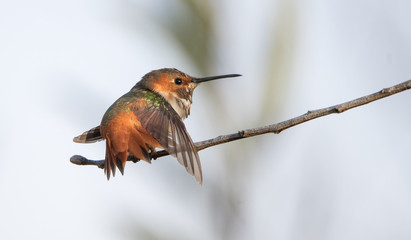 Allen's male hummingbird