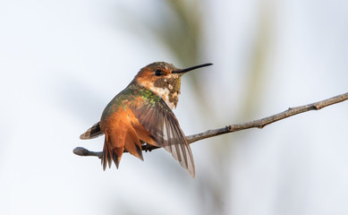 Allen's male hummingbird