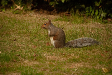 Obraz premium Squirrel looking Left