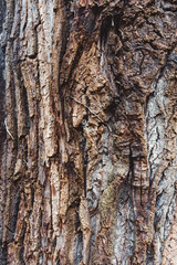 Tree Bark close up