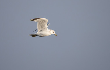arctic tern in flight