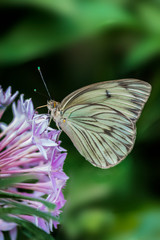 Buttergly on flower