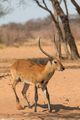 Common reedbuck in the savanna, Namibia, Africa