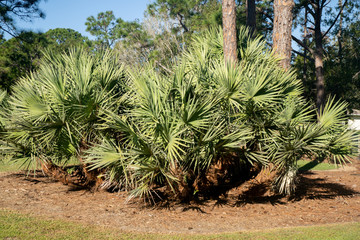 Obraz premium Palmetto Palm Trees