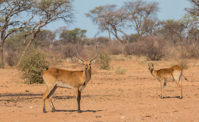 Common reedbuck in the savanna, Namibia, Africa