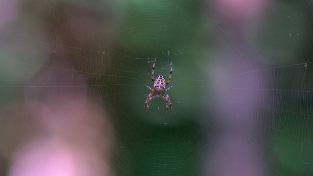 A large furry spider, with a beautiful pattern on the surface, sits on its web. In the garden on the bushes a large web with a spider predator.
