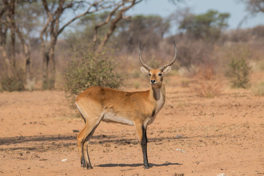 Common reedbuck in the savanna, Namibia, Africa