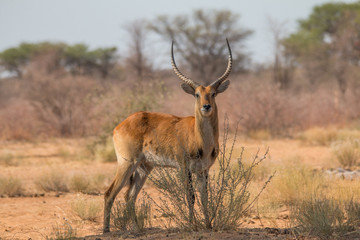Common reedbuck in the savanna, Namibia, Africa