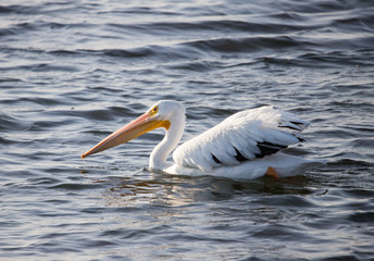 Fototapeta na wymiar while pelican in lake