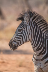 Burchells zebra in the Kalahari, Namibia, Africa