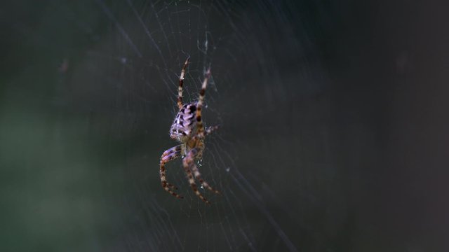 A large furry spider, with a beautiful pattern on the surface, sits on its web. In the garden on the bushes a large web with a spider predator.