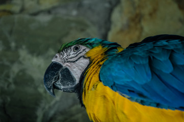 Arara Azul