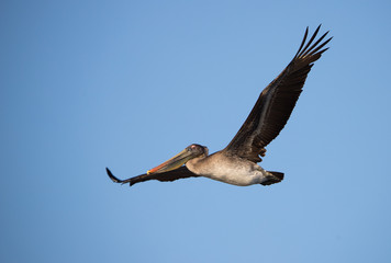 while pelican in lake