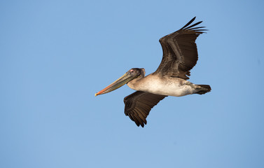 while pelican in lake