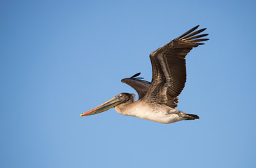 while pelican in lake