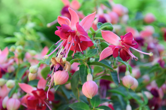 pink fuchsia flowers in garden