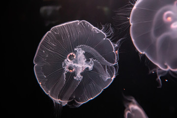 Obraz premium Moon Jelly